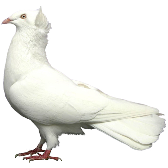 Danzig Highflyer Pigeon